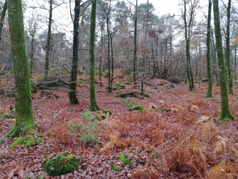 Fontainebleau