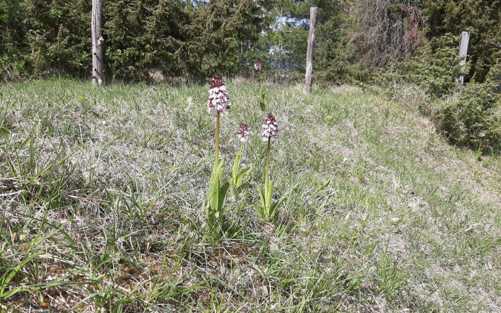 aisne orchidée