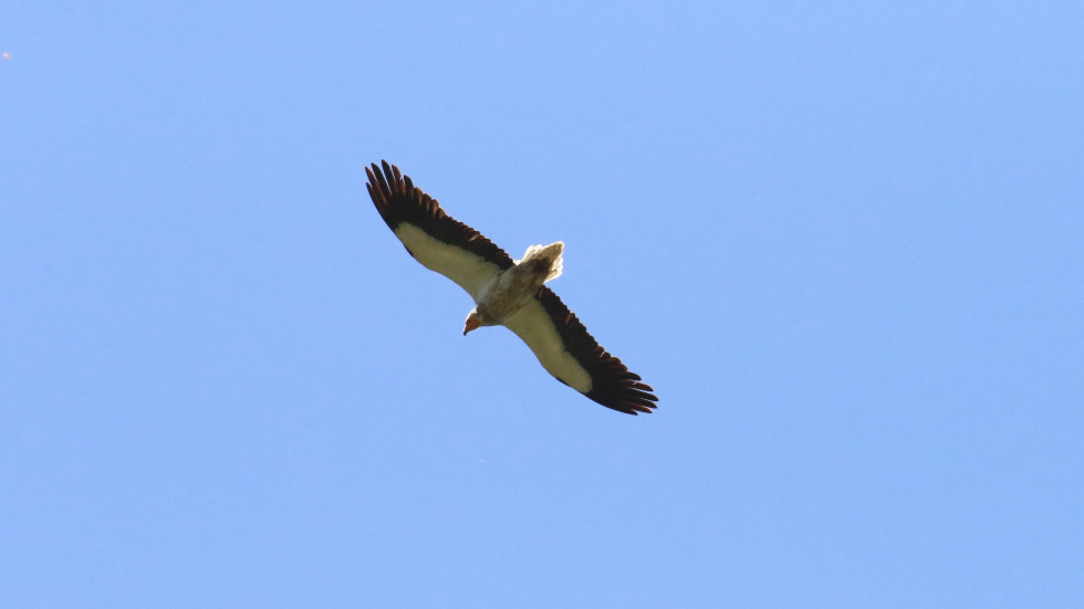 vautour percnoptère