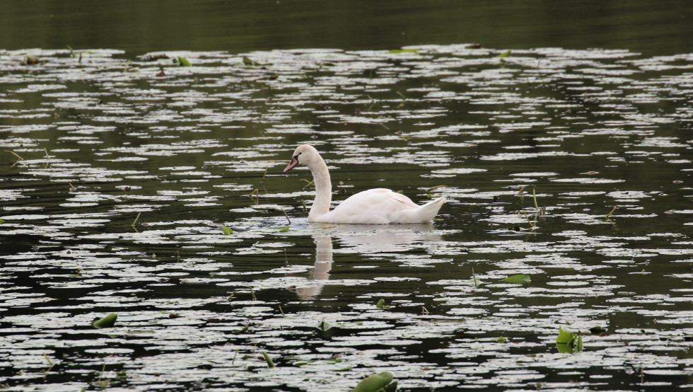 cygne nénuphares