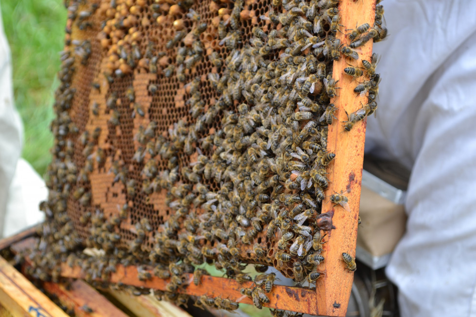 abeilles