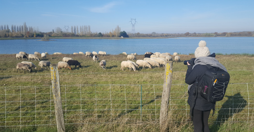 La Bassée voulzie berger mouton