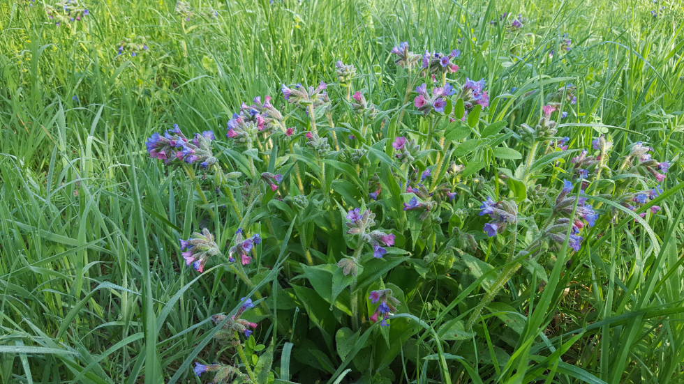 Aisne. Pulmonaires fleurs bleues