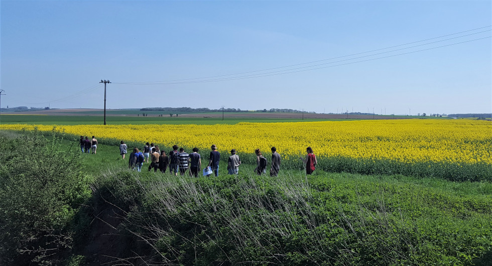 Aisne. A la recherche d'espèces envihissantes groupe colza en fleurs