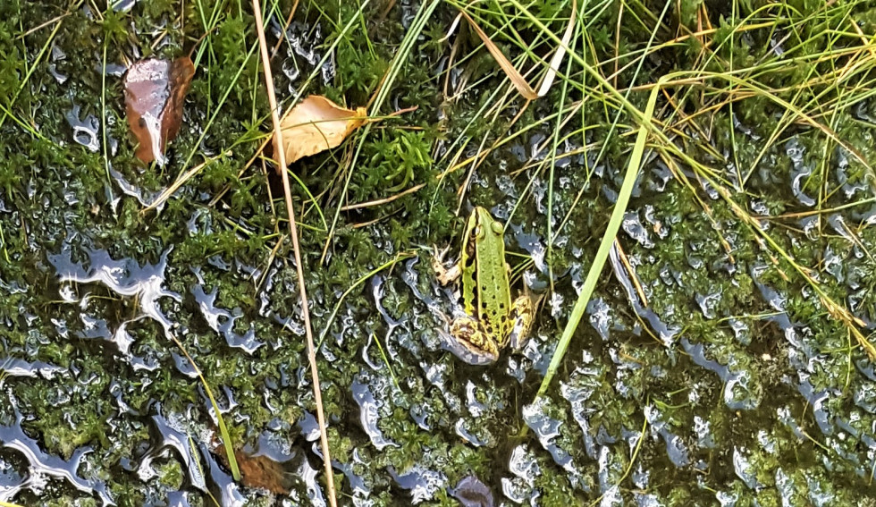 Alsace. Grenouille