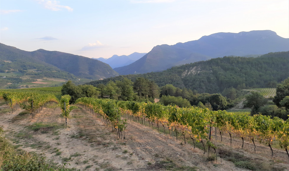 Vignes drôme