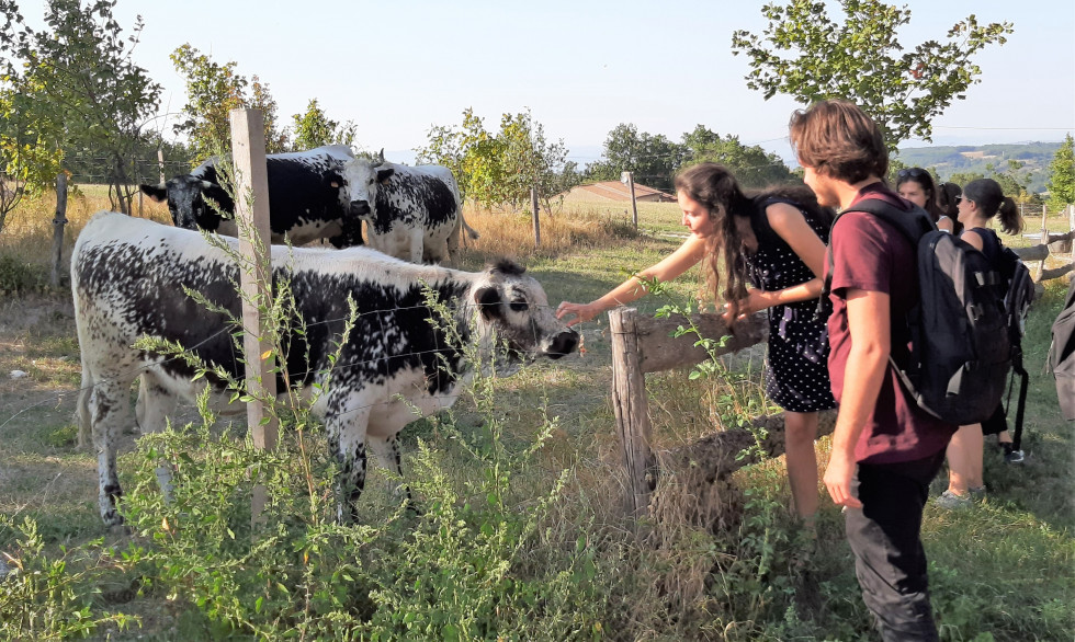 amanins vaches