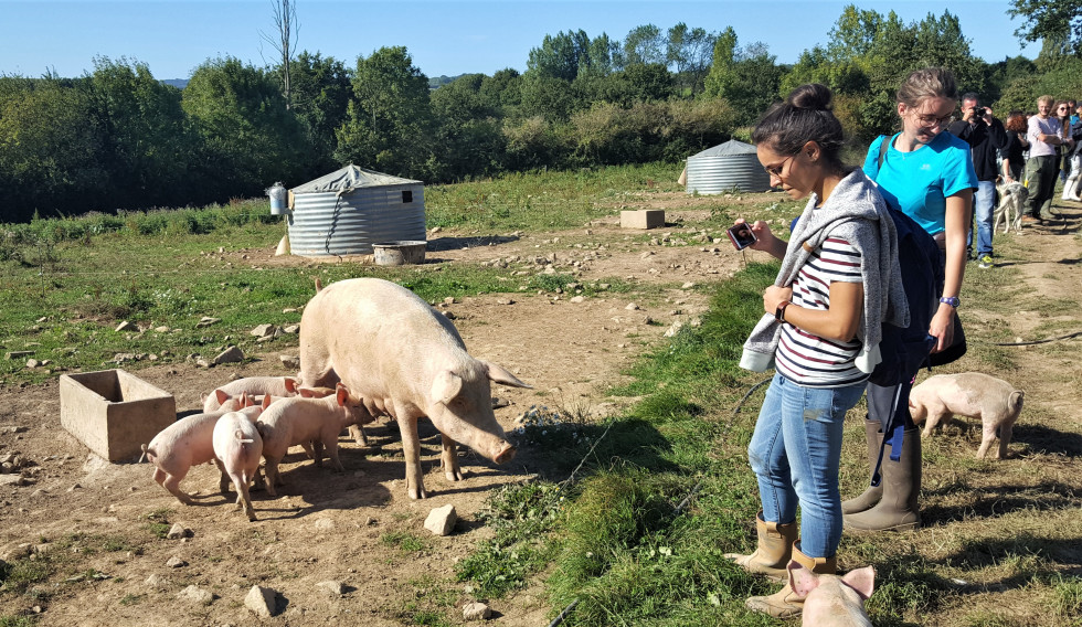 Finistère - porc bio