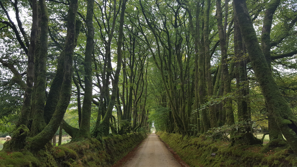 Finistère Menez Meur arbres
