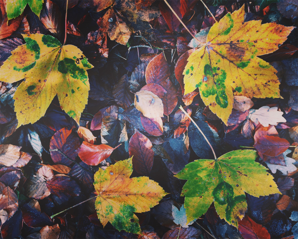 fontainebleau feuilles d'automne