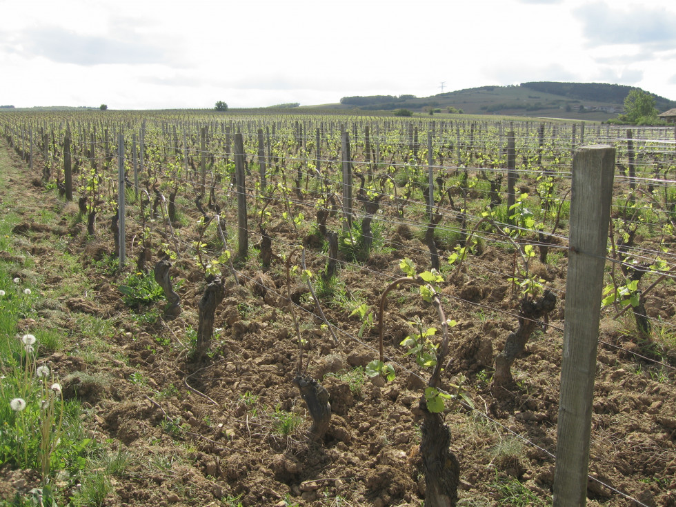 Bourgogne vignes bio