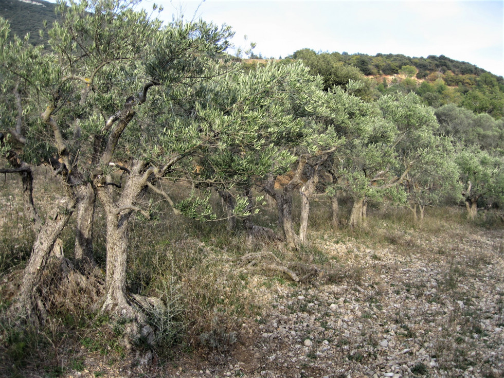 Lubéron oliviers