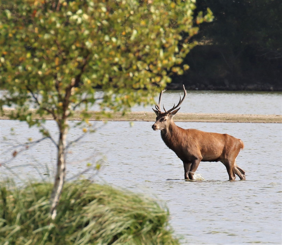 Cerf en Brenne (36).JPG