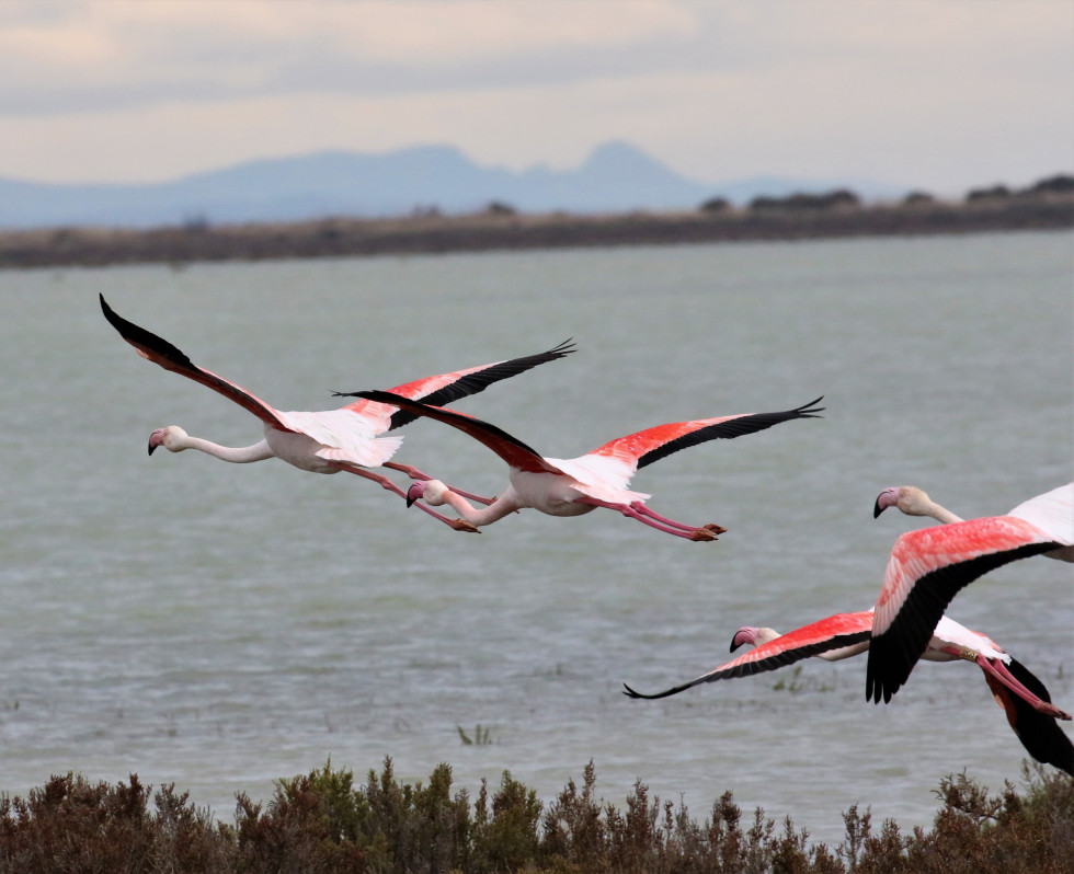 Flamands Roses (13).JPG