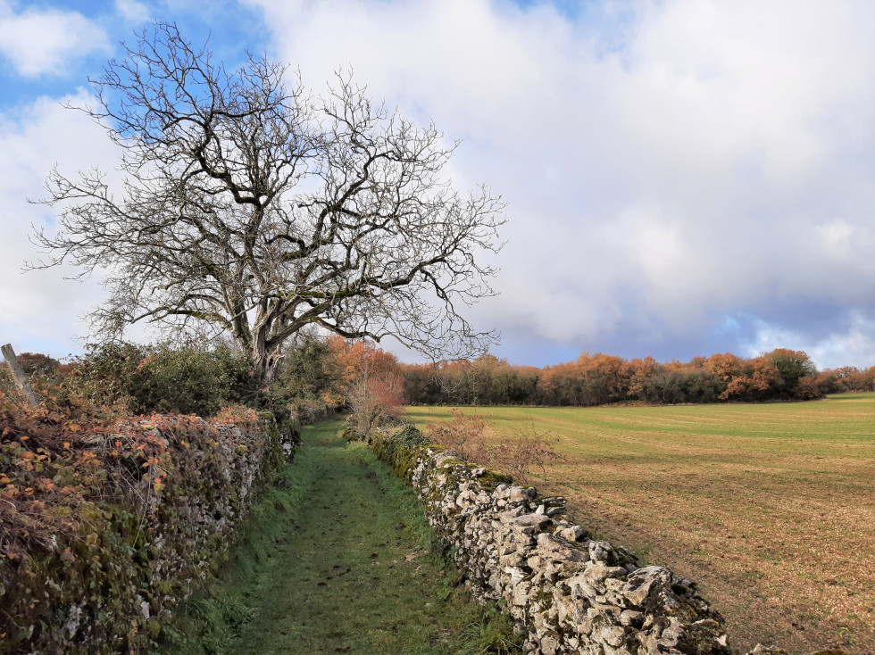 Paysage muret arbre 