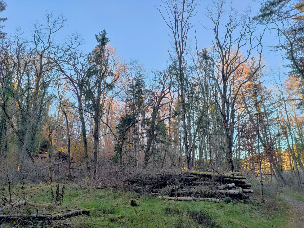 forêt et arbres coupés