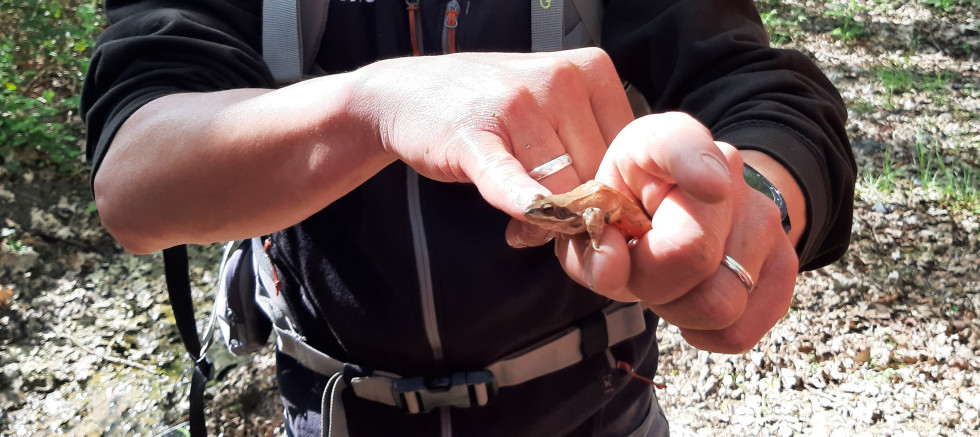 aisne 2022 grenouille