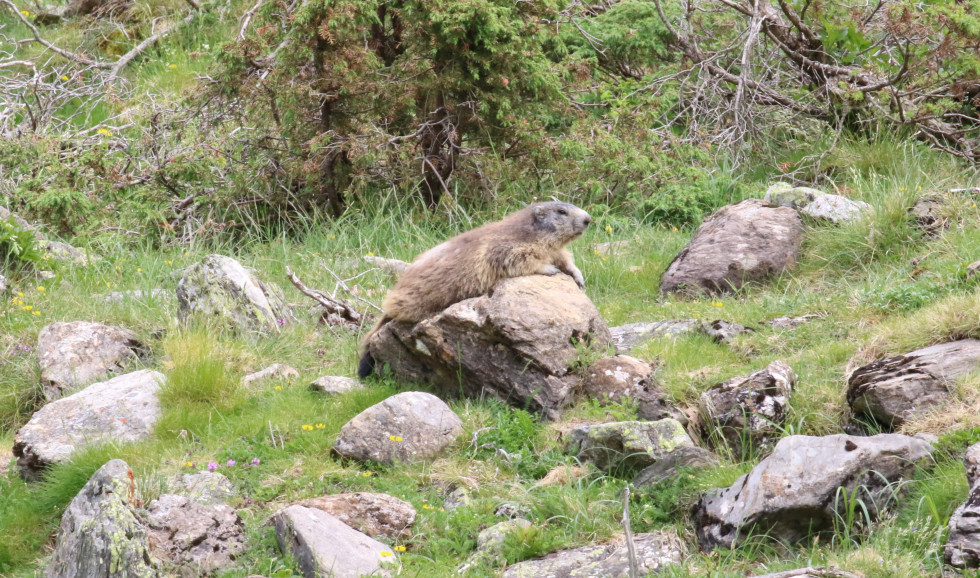 marmotte seule