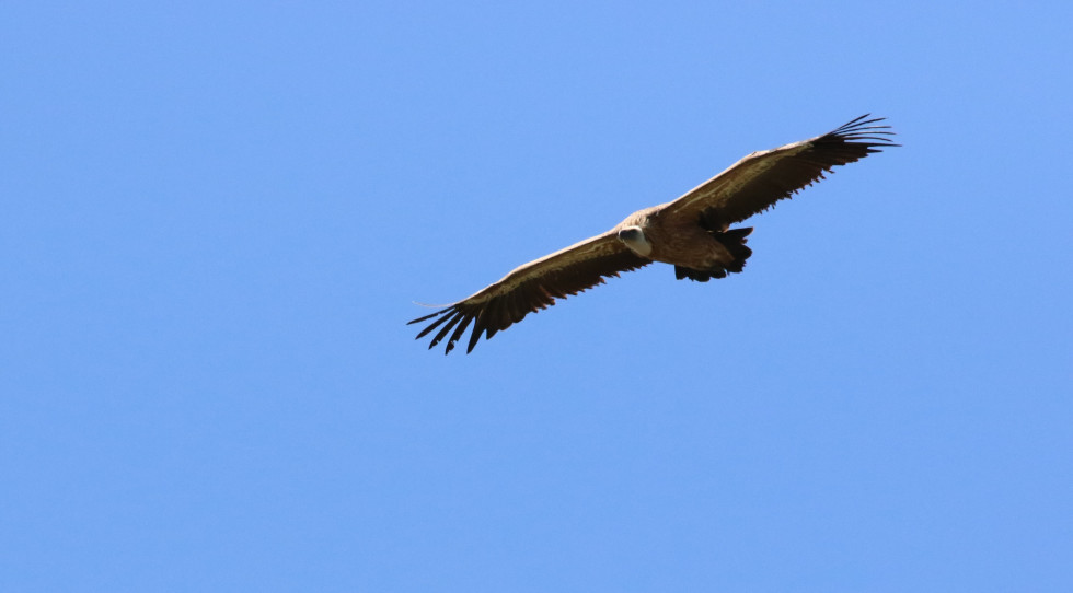 vautour fauve