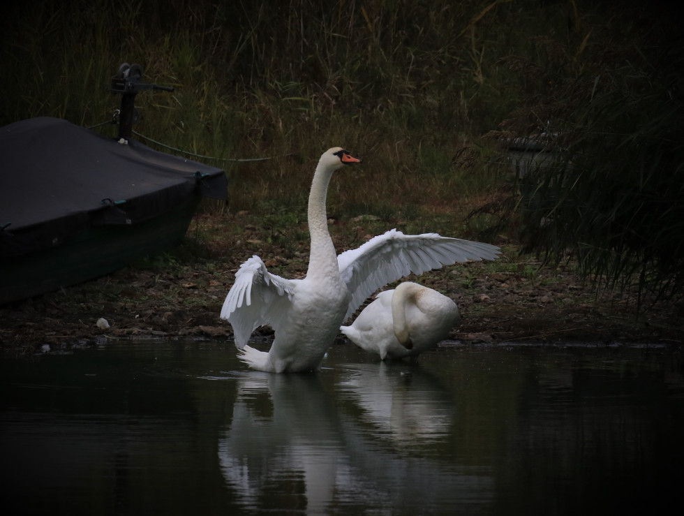 cigne ailes ouvertes