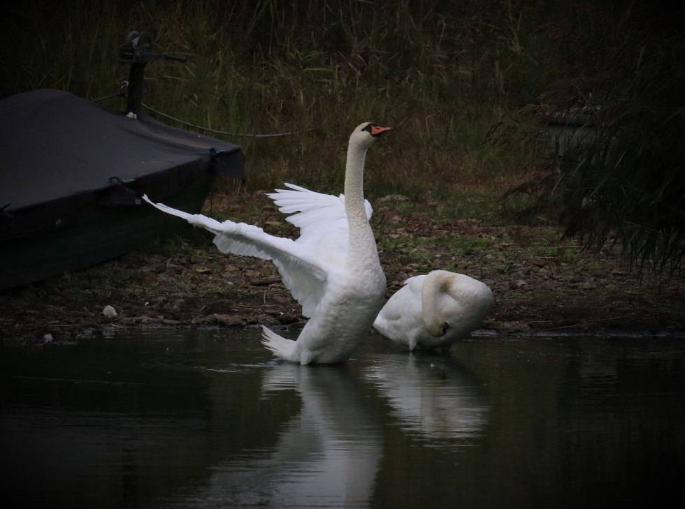 cigne ailes et droit