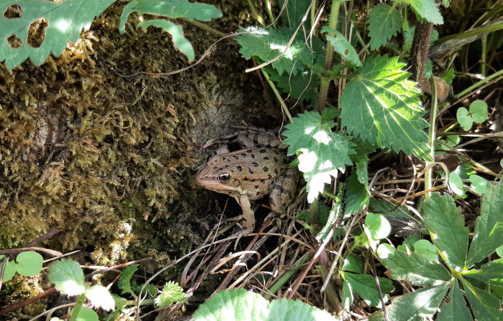 Grenouille verte