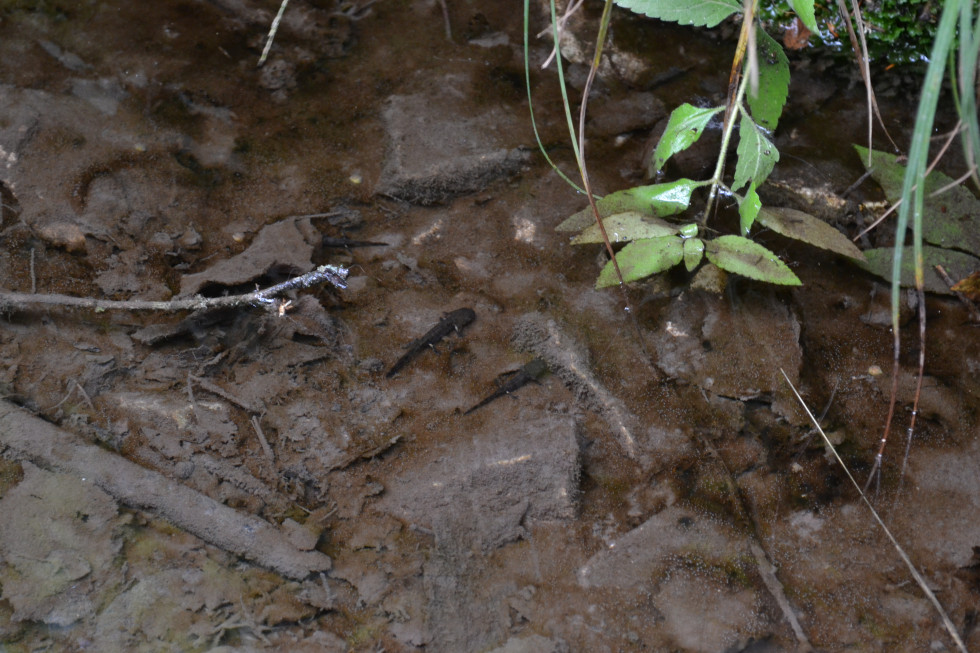 salamandre