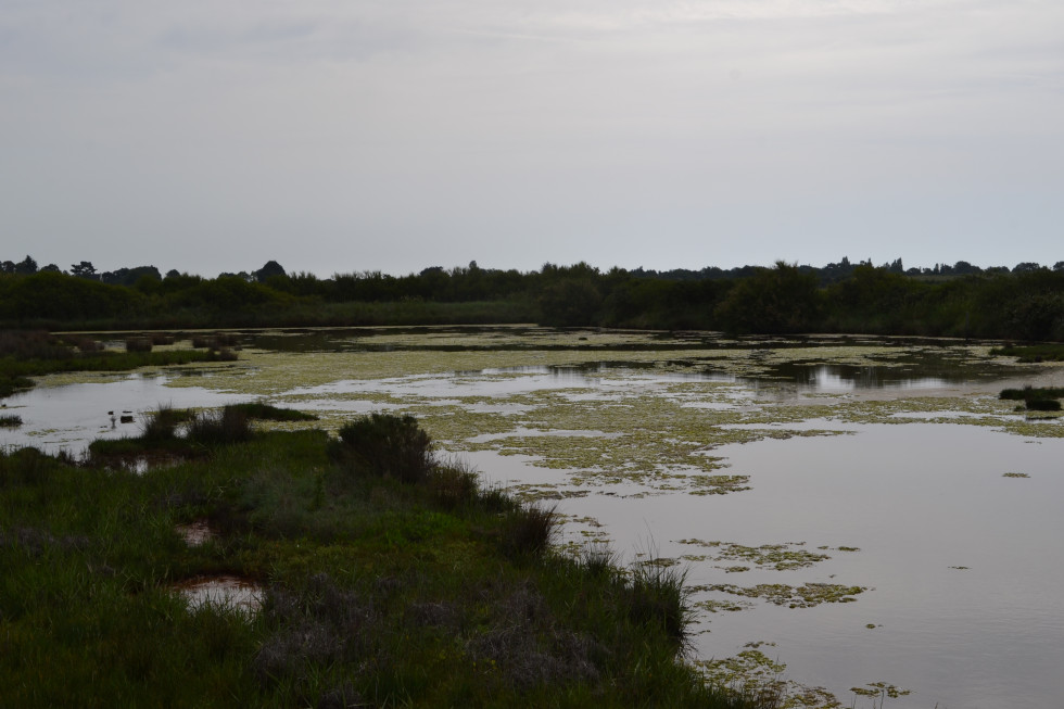 DSC_0024.JPEG